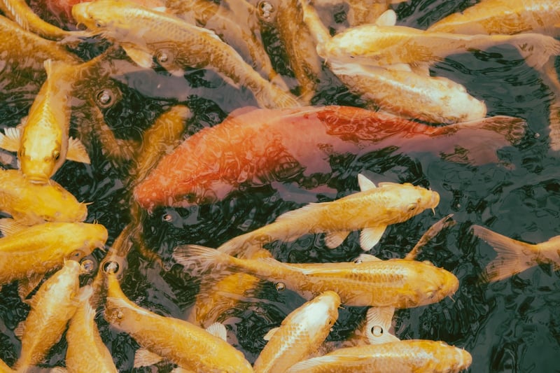 Sustainable Seafood